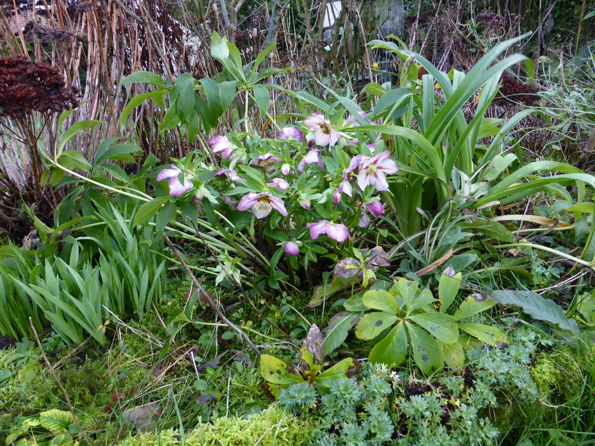 hellebore