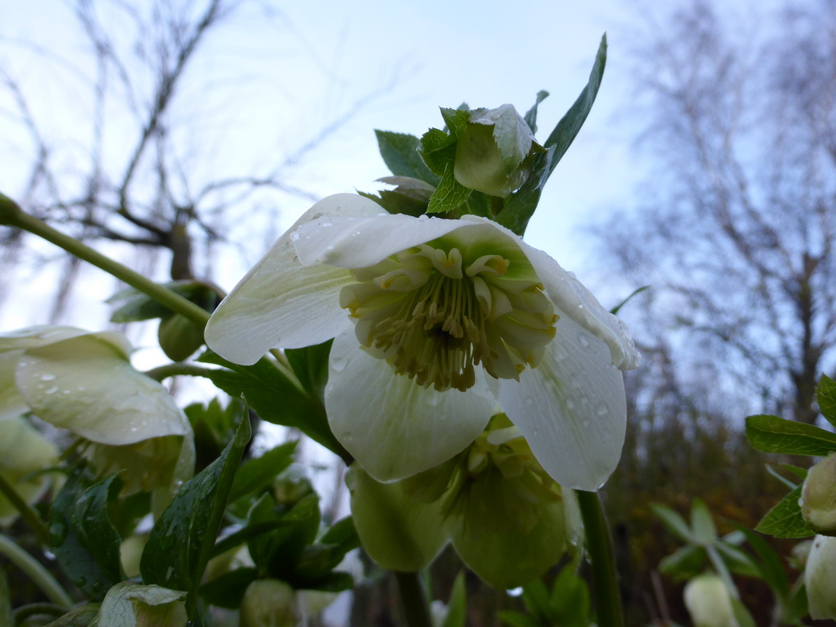 hellebore