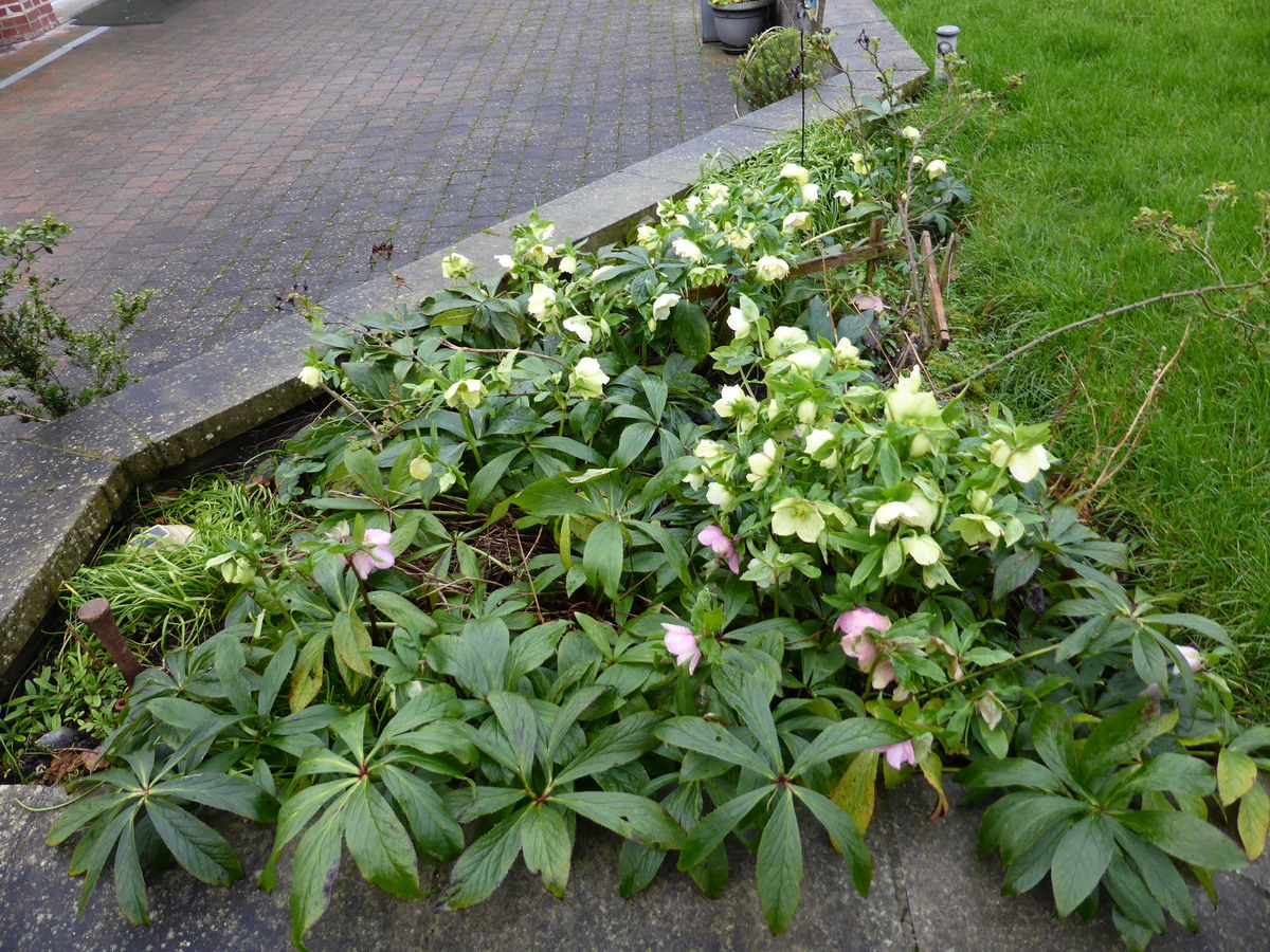 hellebore