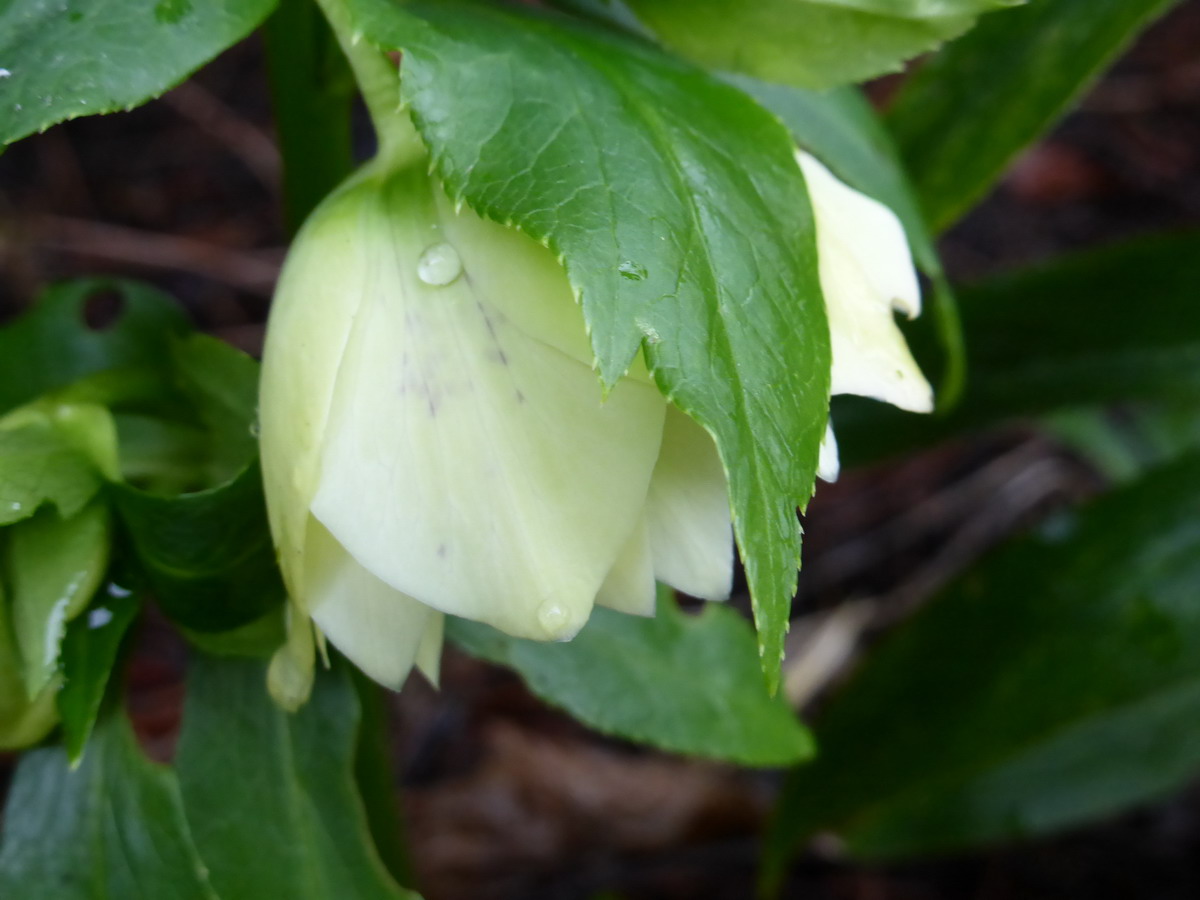 hellebore