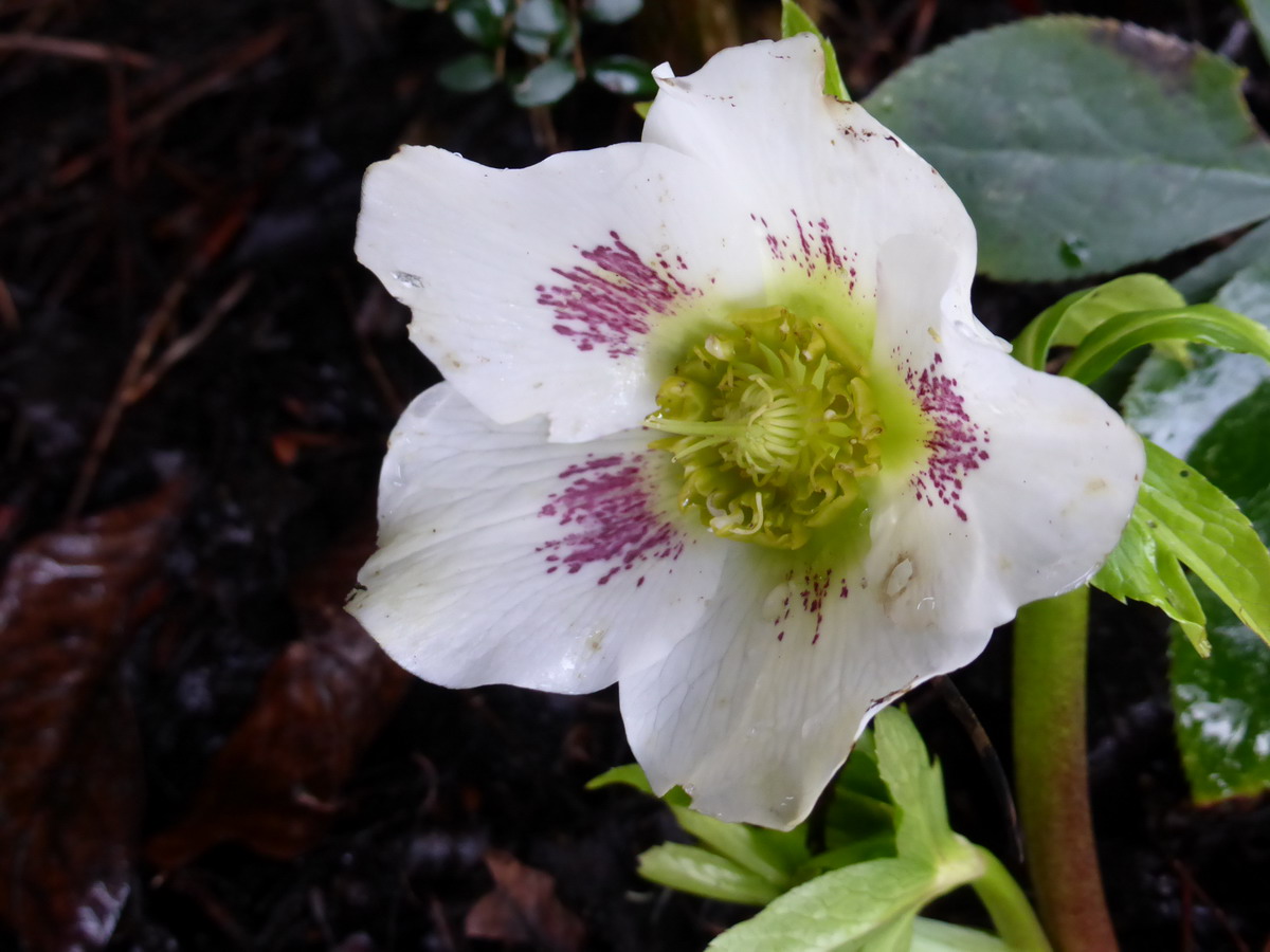 hellebore