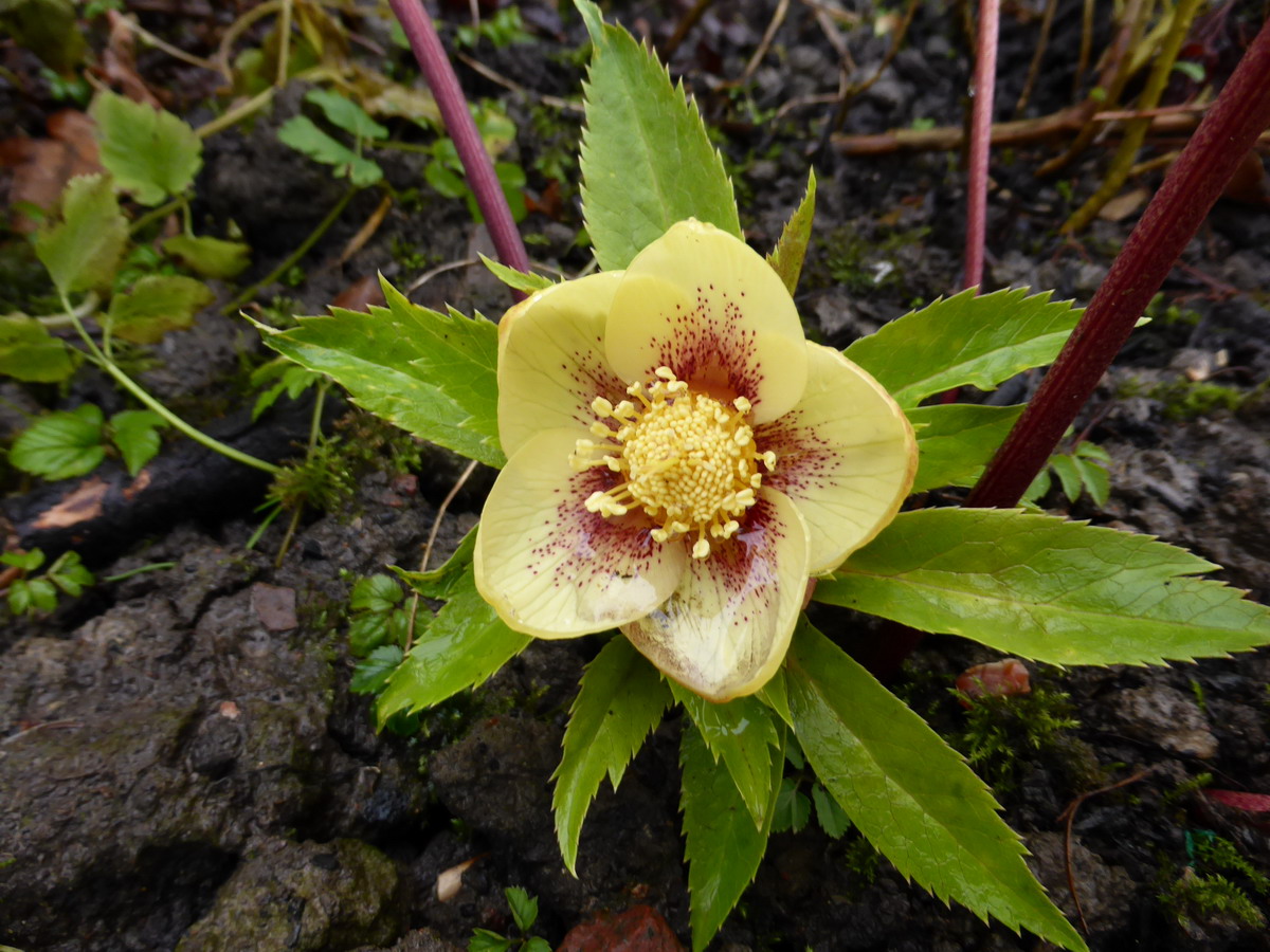 hellebore