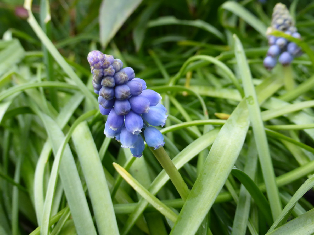 muscari