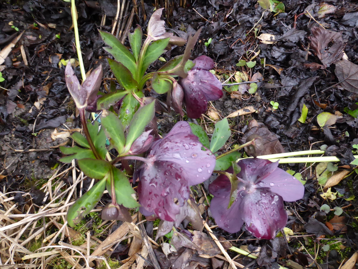 hellebore