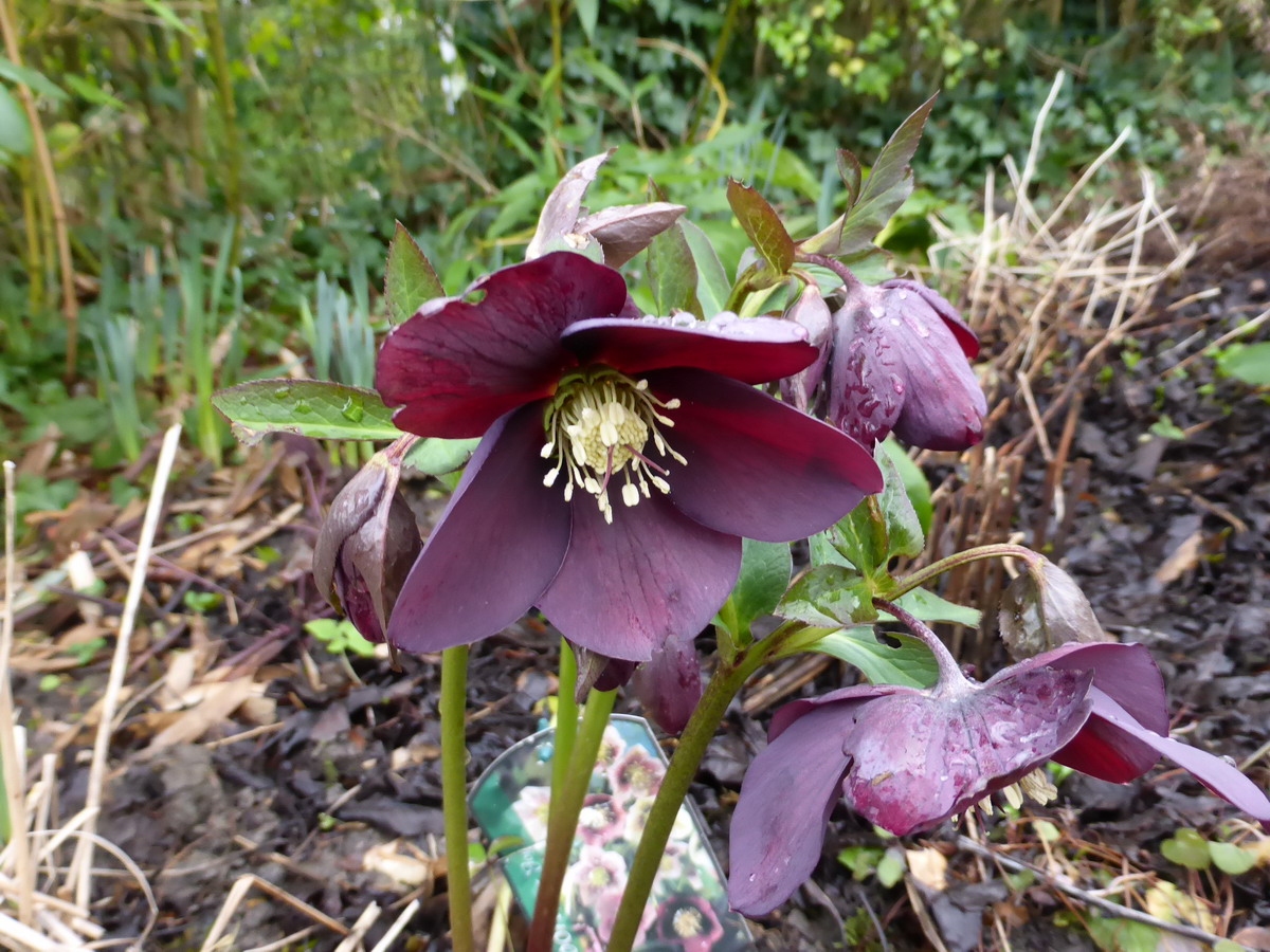 hellebore