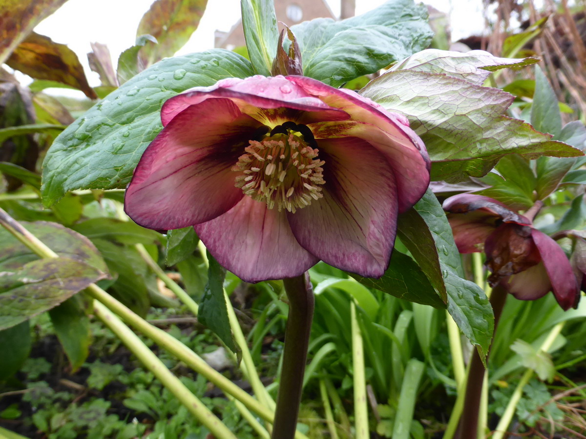 hellebore