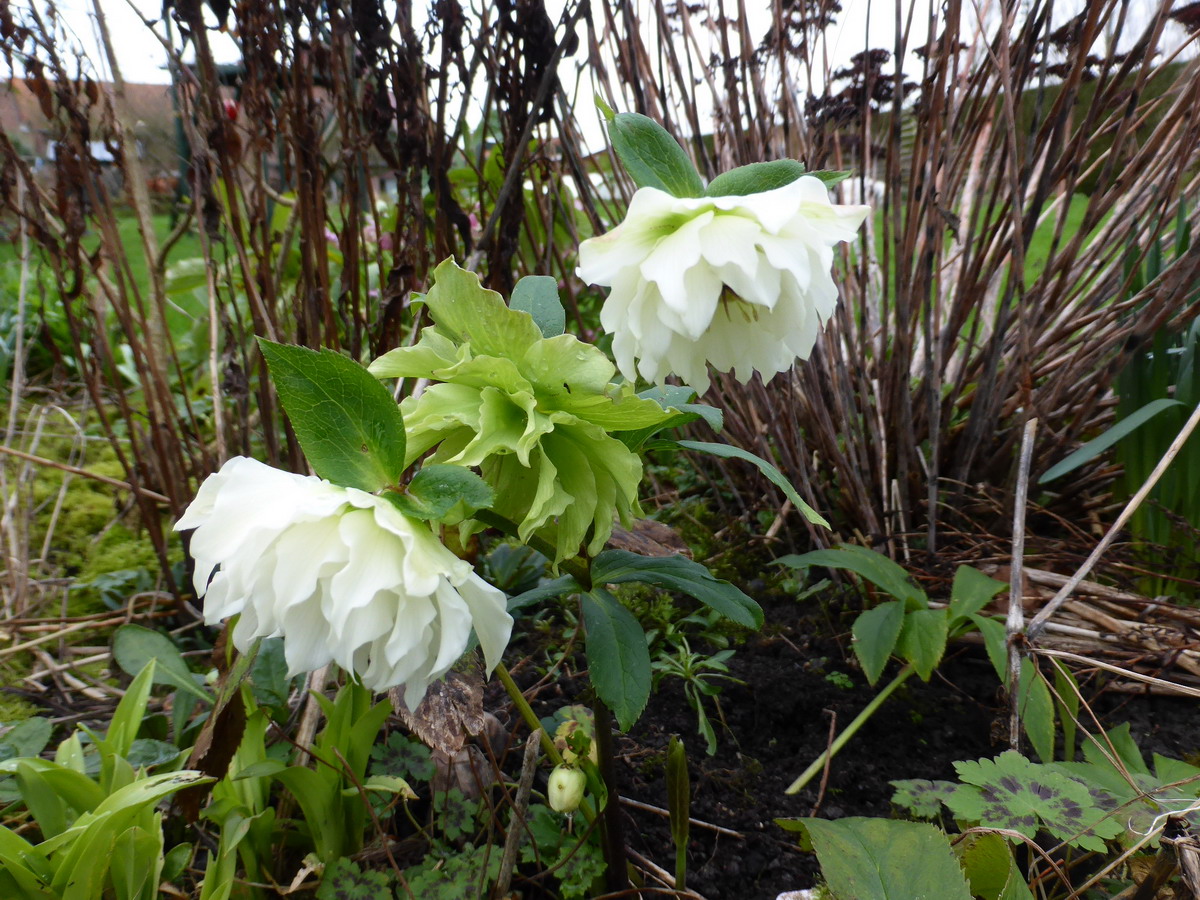 hellebore