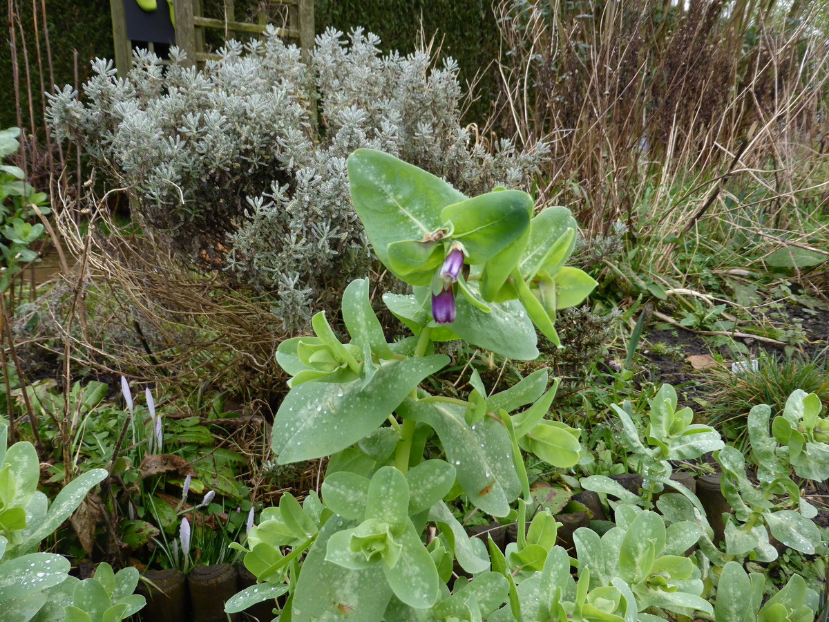 cerinthe