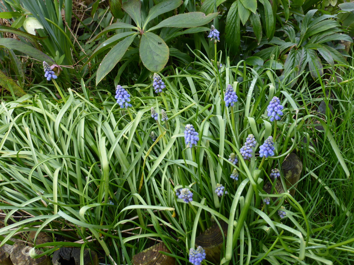 muscari