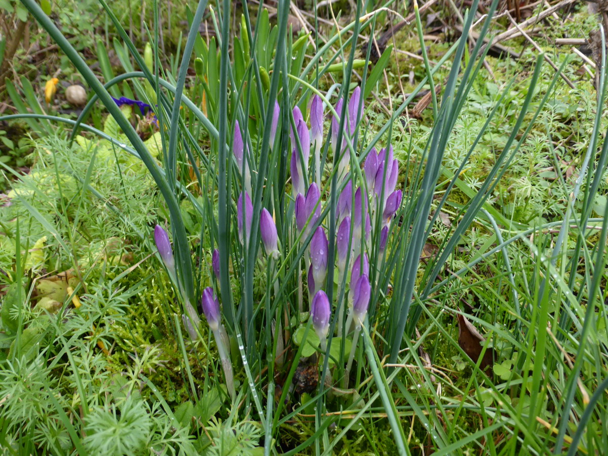 crocus