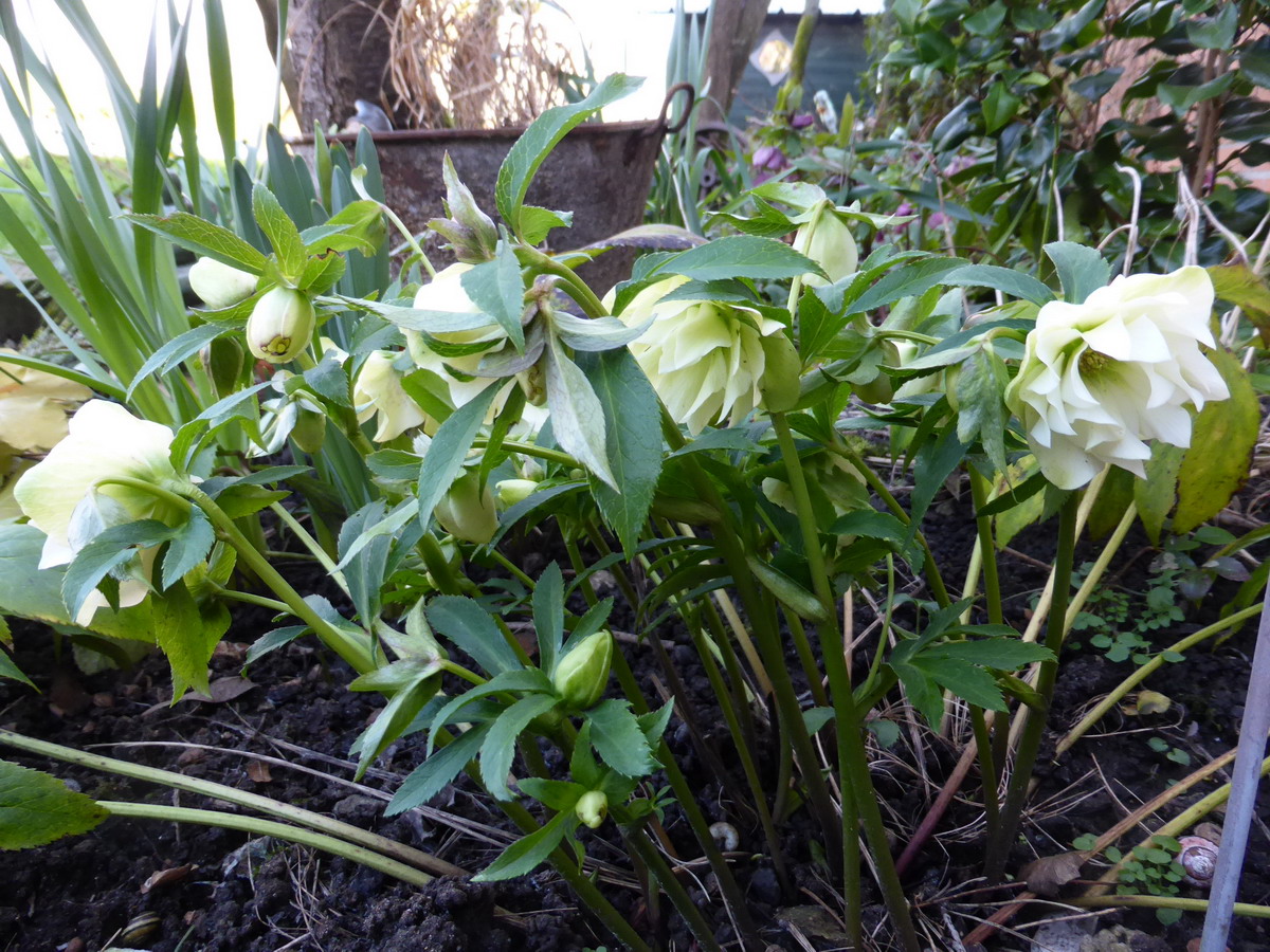 hellebore