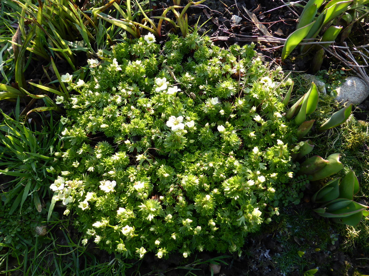 saxifrage