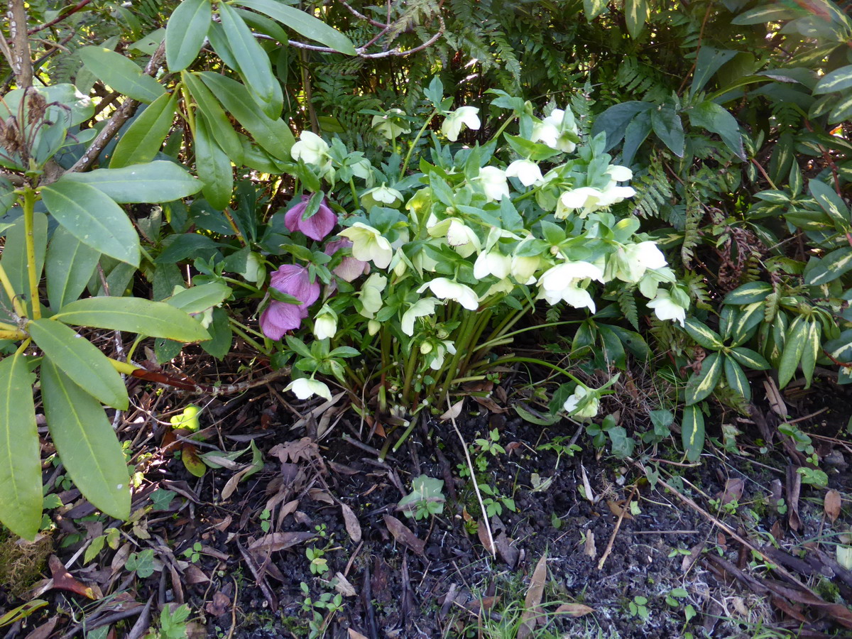 hellebore