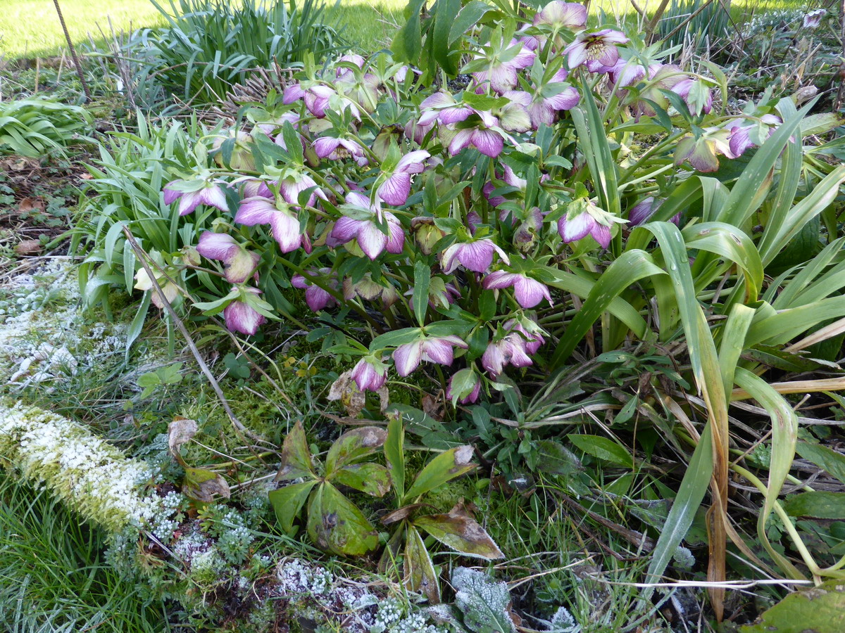 hellebore