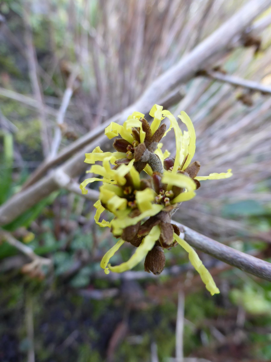 hamamelis