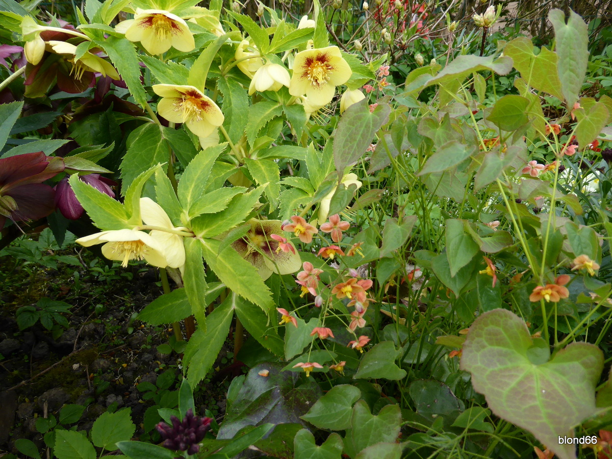 du forsythia aux azalées