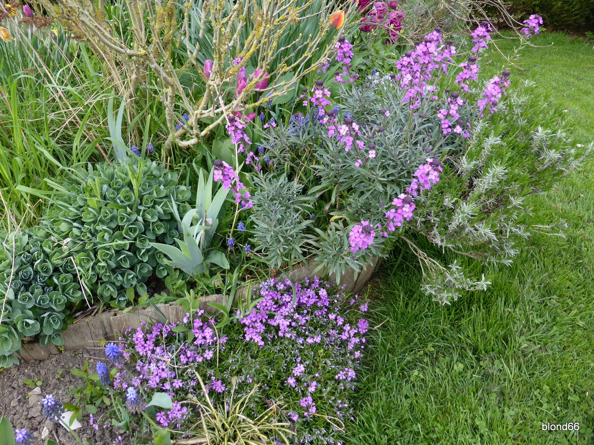 Massif aux papillons