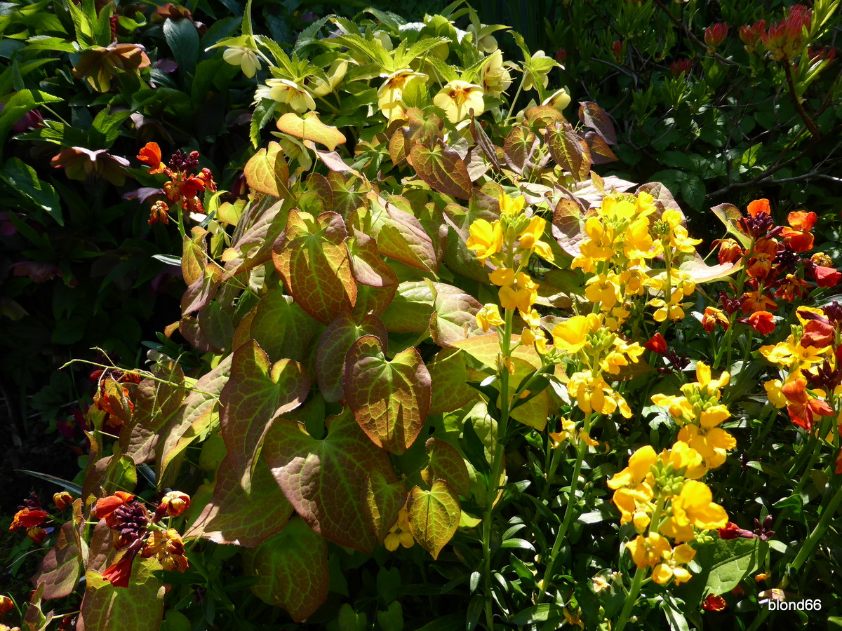 Du forsythia aux azalées