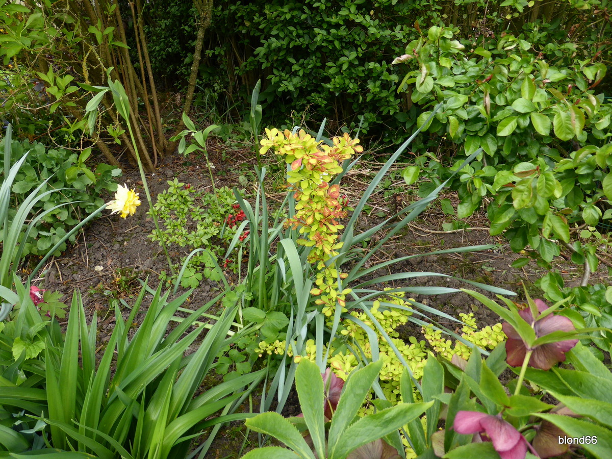 Du forsythia aux azalées