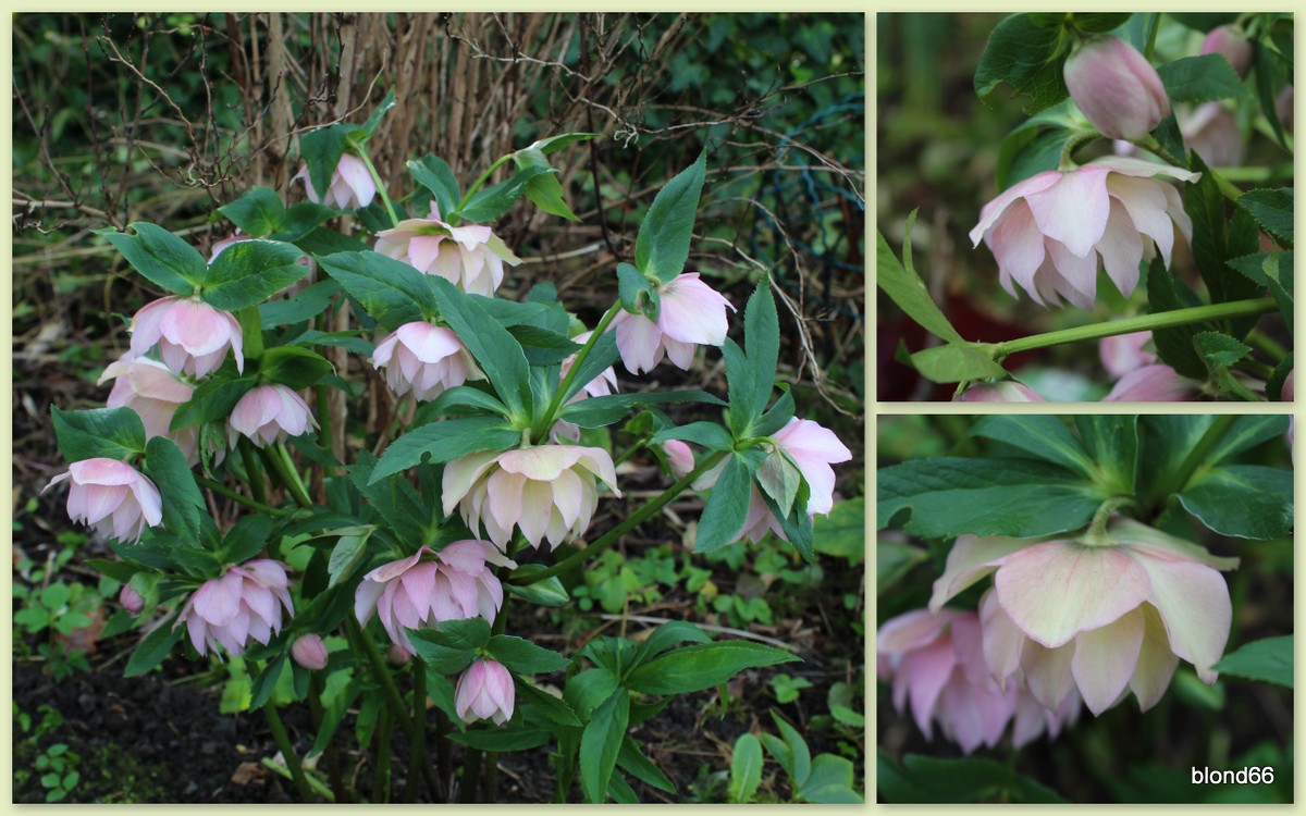 Hellebore