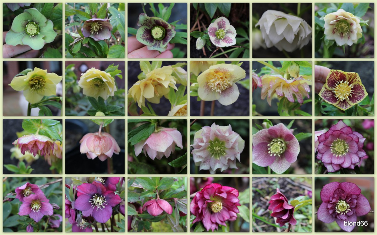 Hellebore