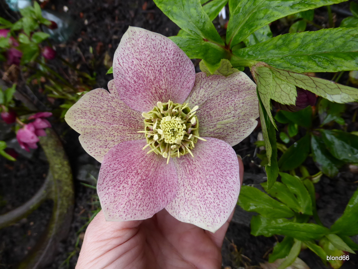 Hellebore