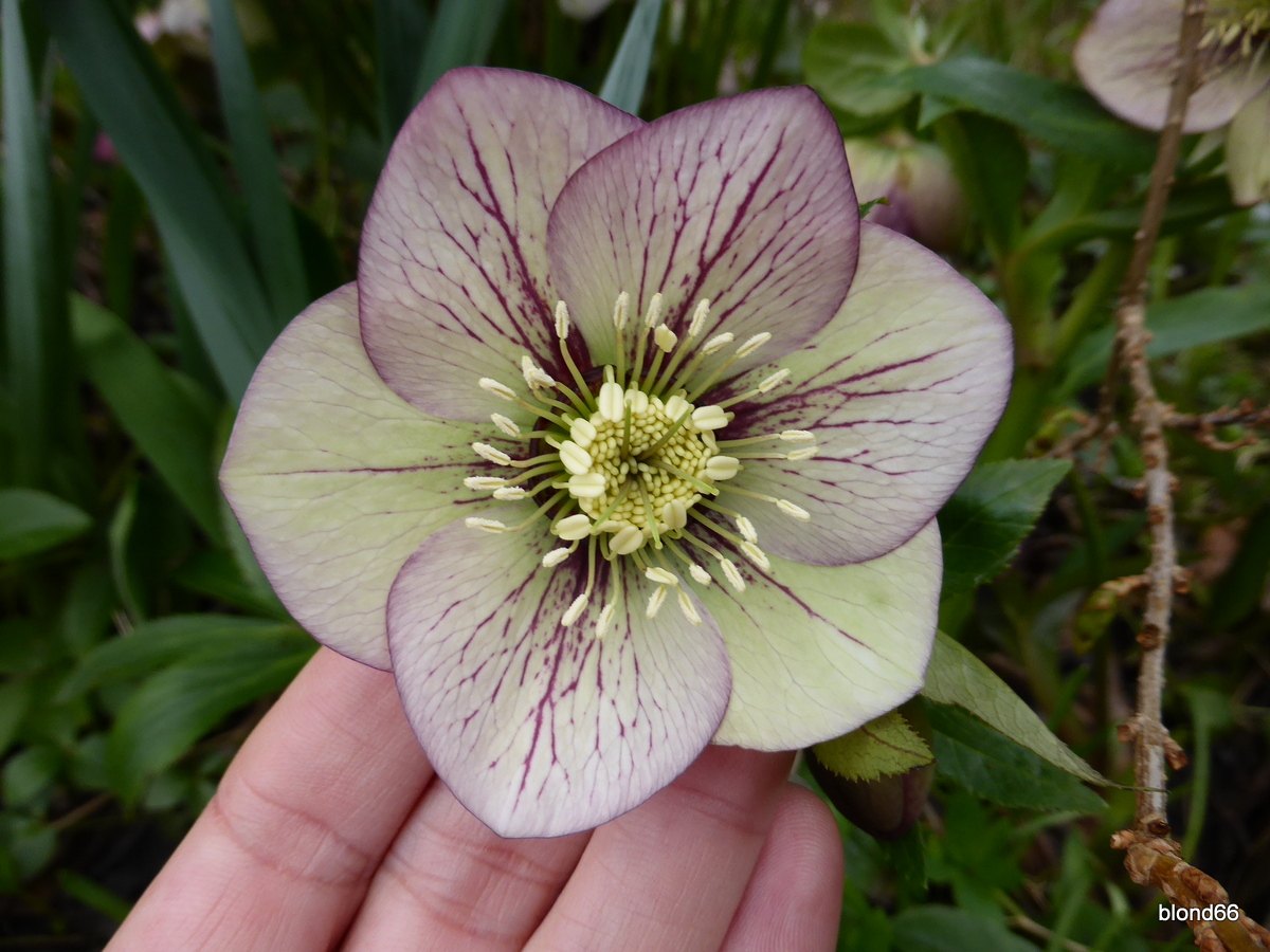 Hellebore