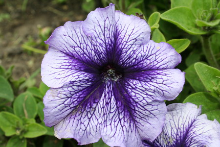 Pétunia