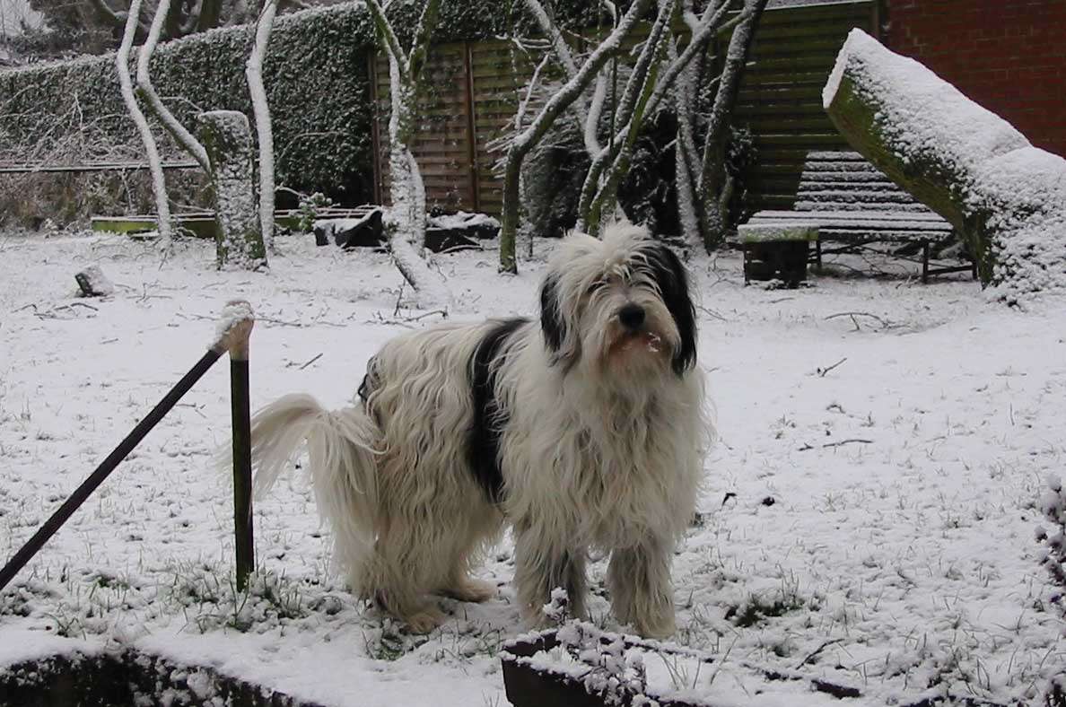 Virus sous la neige