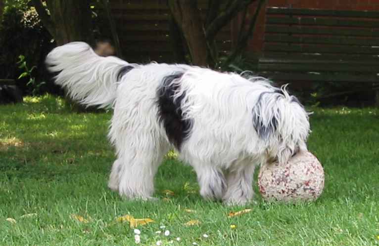 Virus et son ballon