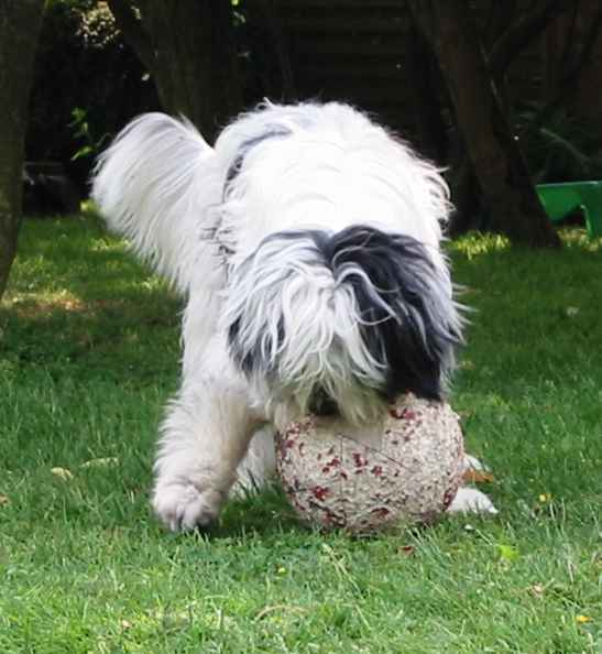 Virus et son ballon