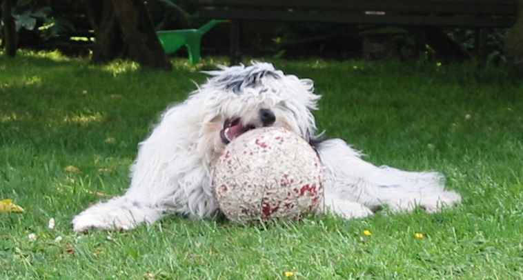 Virus et son ballon