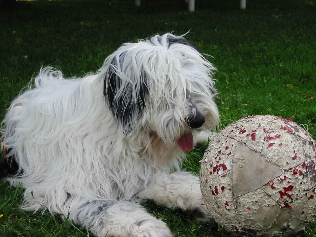 Virus et son ballon