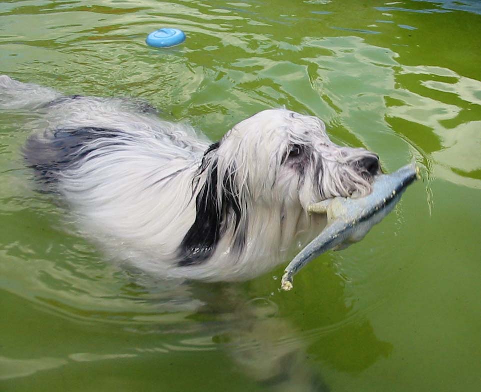 Virus dans la piscine