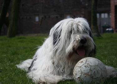 Virus et son ballon