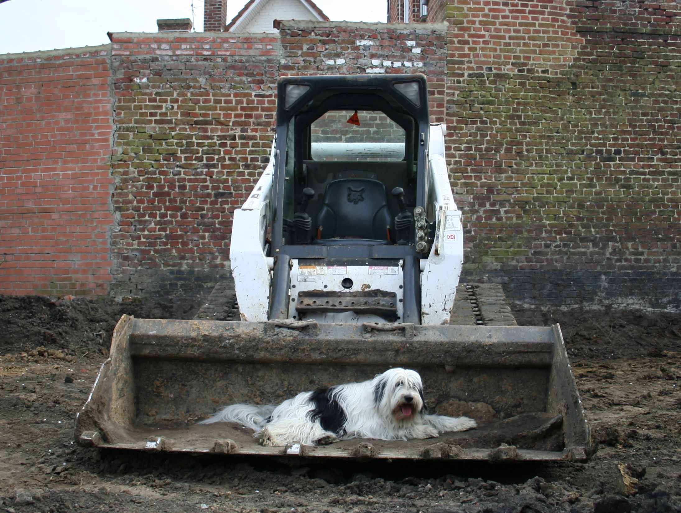 Virus et son bobcat