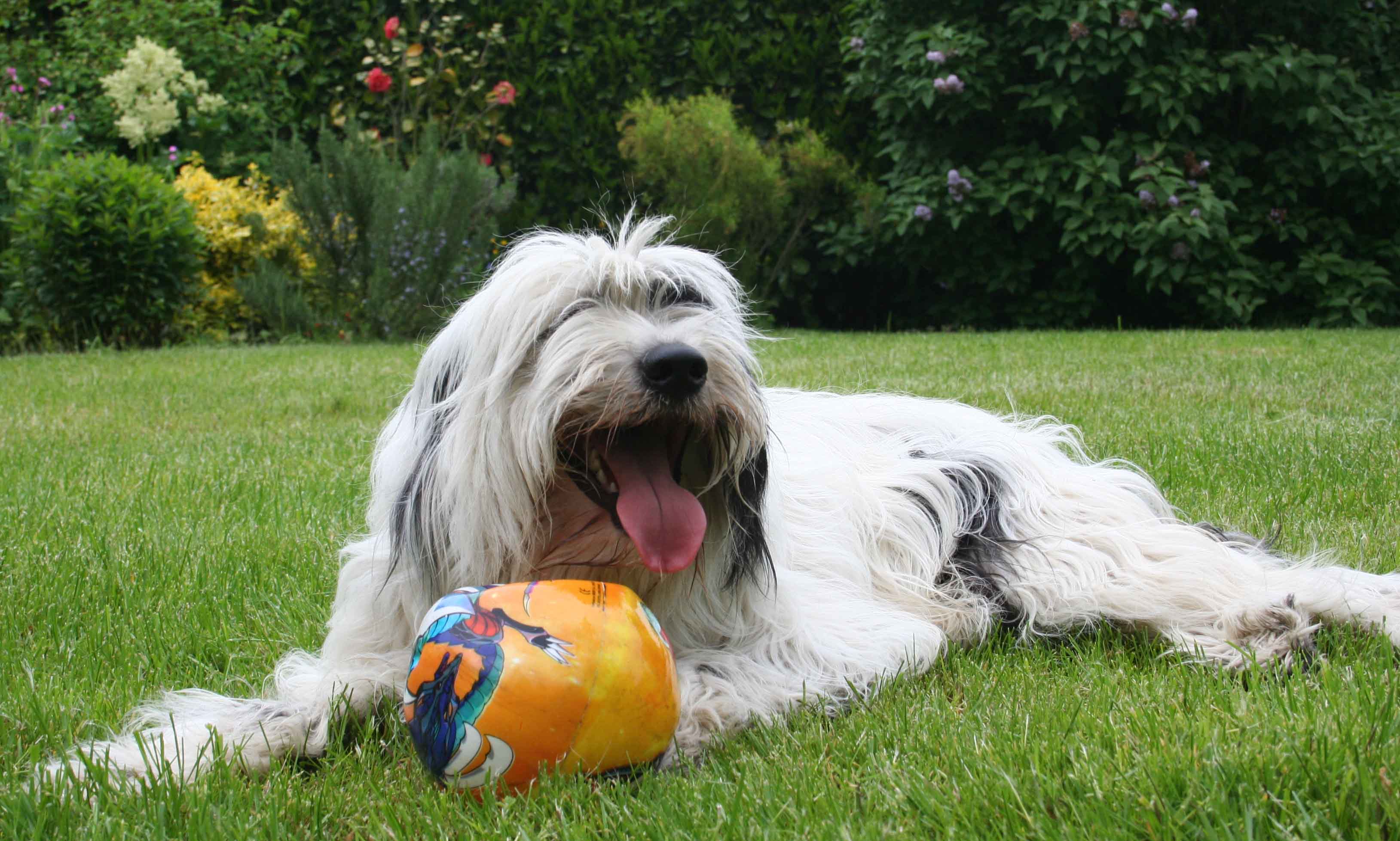 Virus et son ballon