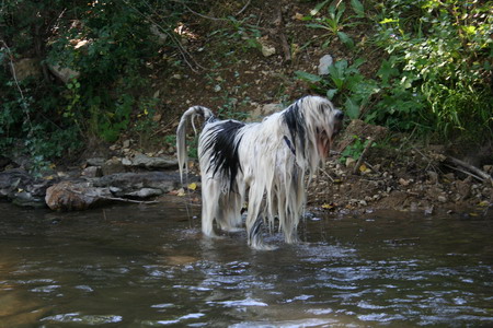 Virus dan l'eau