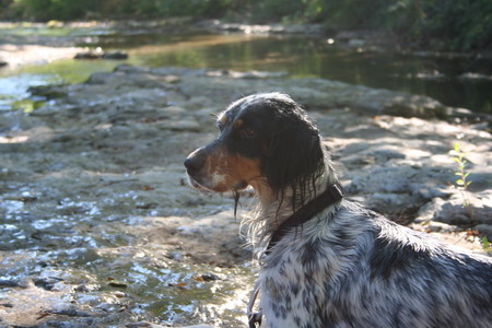 Belga à la rivière