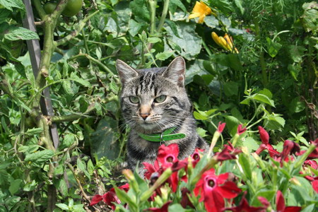 Virus au milieu des fleurs