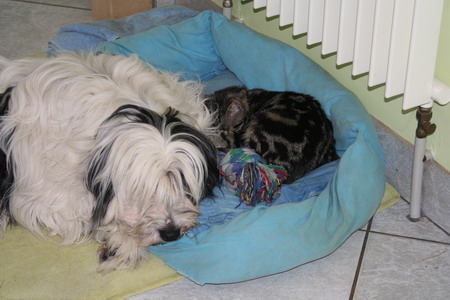 Petit calin