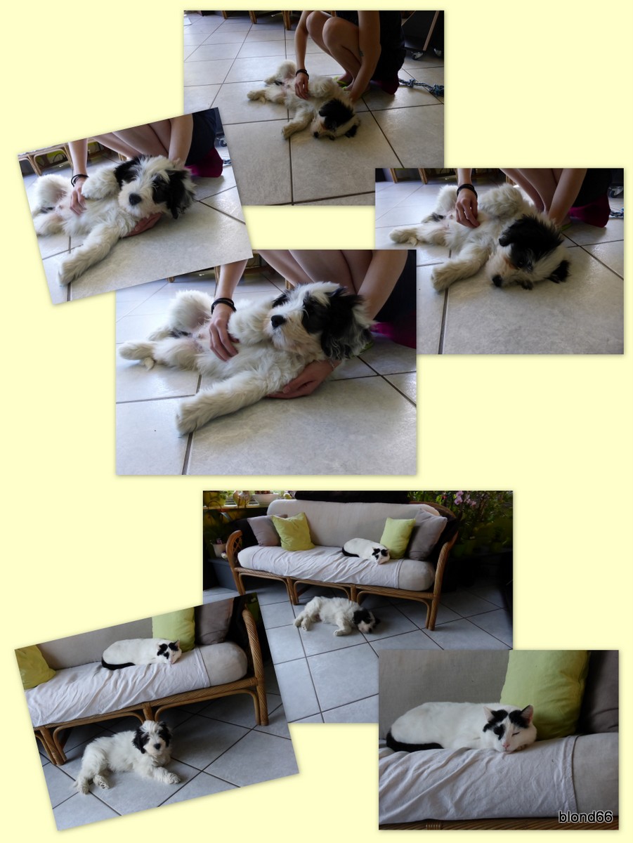 Opka