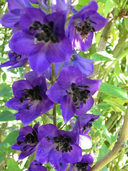 Delphinium