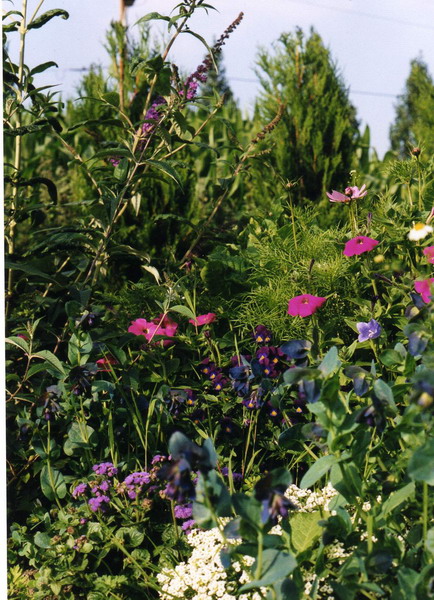 Massif aux papillons
