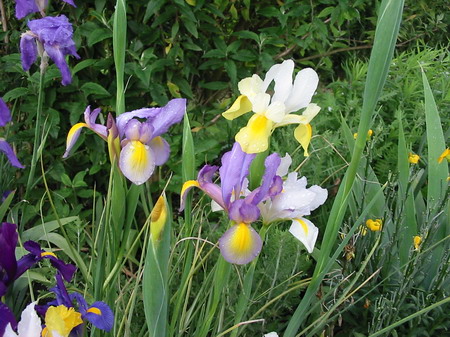 Iris