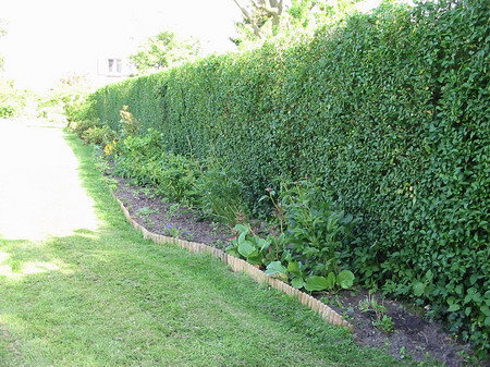 Plate-bande le long du voisin